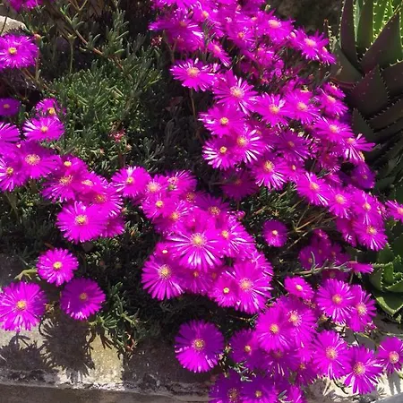 La Torretta 住宿加早餐酒店 Torriglia