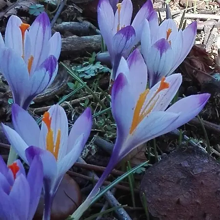 住宿加早餐酒店 La Torretta *