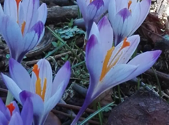 Alojamento de Acomodação e Pequeno-almoço La Torretta *